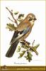 Eurasian Jay (Garrulus glandarius)