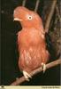 Andean Cock-of-the-rock (Rupicola peruviana)