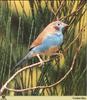 Red-cheeked Cordon-bleu (Uraeginthus bengalus)