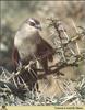 White-browed Coucal (Centropus superciliosus)