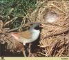 Estrildine Finch (Estrildidae)