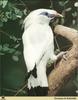 Bali Starling (Leucopsar rothschildi)