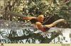 Golden Pheasant pair (Chrysolophus pictus)