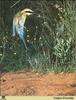 Rainbow Bee-eater (Merops ornatus)