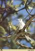 White Tern (Gygis alba)