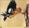 African Hoopoe (Upupa africana)