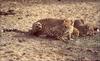 Cheetah (Acinonyx jubatus)