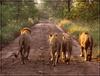 African lion (Panthera leo)