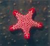 Vermilion Biscuit Sea Star (Pentagonaster duebeni)