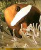 Two-banded clownfish (Amphiprion bicinctus)