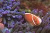 Pink Skunk Clownfish (Amphiprion perideraion)