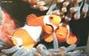 Orange Clownfish (Amphiprion percula)