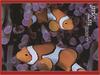 Orange Clownfish (Amphiprion percula)