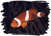 False Percula Clownfish (Amphiprion ocellaris)