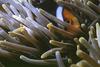 Clownfish (Amphiprion sp.)