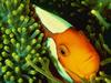 Clownfish (Amphiprion sp.)