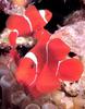 Clownfish (Amphiprion sp.)