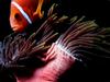 Clownfish (Amphiprion sp.)