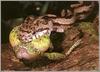Snake eating Frog