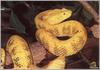 Eyelash Viper (Bothriechis schlegelii)