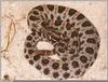 Pygmy Rattlesnake (Sistrurus miliarius)