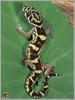 Central American Banded Gecko (Coleonyx mitratus)