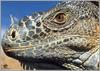 Desert Iguana (Dipsosaurus dorsalis)