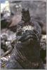 Marine Iguana (Amblyrhynchus cristatus)