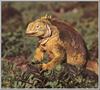 Galapagos Land Iguana (Conolophus subcristatus)