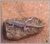 Lizard