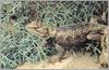 Bearded Dragon (Pogona vitticeps)