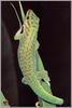 Giant Lizard