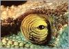 Parson's Chameleon (Calumma parsonii) eye