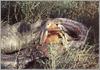 African Rock Python (Python sebae)
