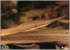 Madagascar Leaf-nosed Snake (Langaha madagascariensis)