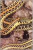 Common Garter Snake (Thamnophis sirtalis)