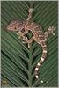 Tokay Gecko (Gekko gecko)