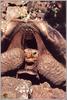 Galapagos Giant Tortoise (Saddle-Backed type) (Geochelone nigra)