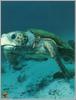 Loggerhead Sea Turtle (Caretta caretta)