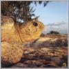 Green Sea Turtle (Chelonia mydas)