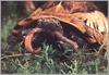 Chinese Box Turtle (Cuora flavomarginata)