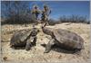 Tortoises