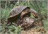 Eastern Box Turtle (Terrapene carolina)