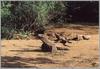 Komodo Dragon (Varanus komodoensis)