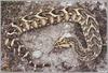 Puff Adder (Bitis arietans)