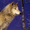Wolves Calendar 2005 01