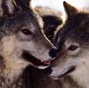 Wolves Calendar 2005 02