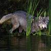 Wolves Calendar 2005 03