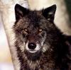 Wolves Calendar 2005 04