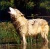 Wolves Calendar 2005 07
